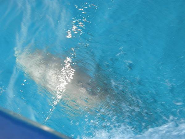 dolphin