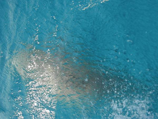 dolphin