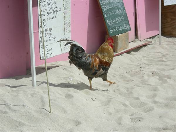 beach-going rooster