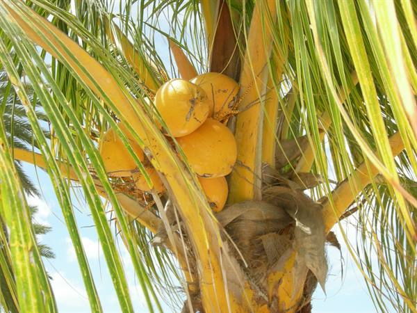 Cluster of yellow coconuts on palm tree, green fronds against blue sky
