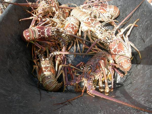 Fresh spiny lobsters with spotted shells piled inside a black tub