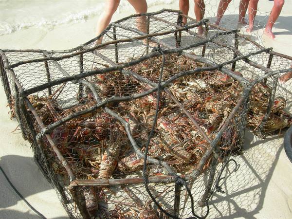 Wooden wire cage full of spiny lobsters on white sand beach