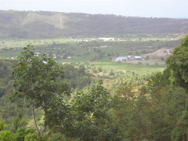 banana plantation