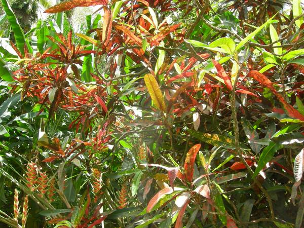 Red and green croton leaves in a sunny tropical garden
