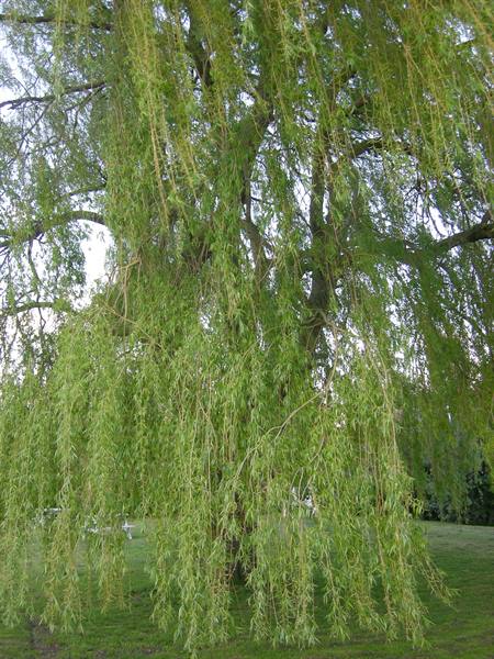 the willow tree, bourn