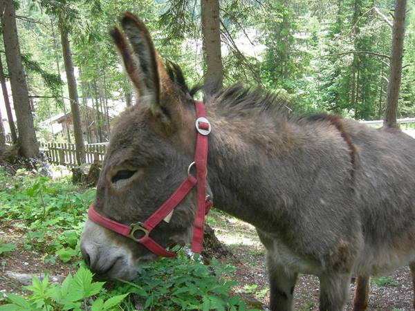 donkey