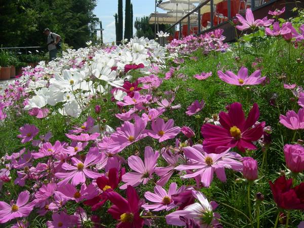 gardens of trauttmansdorff castle 
