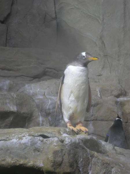 Gentoo penguin standing on grey rock, cold artificial light