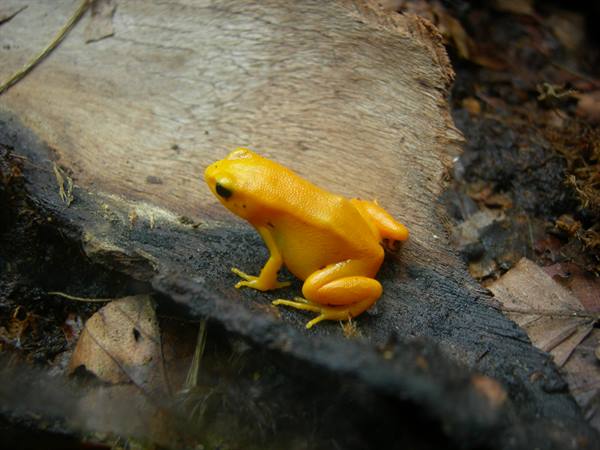 Golden poison frog on wet log in rainforest