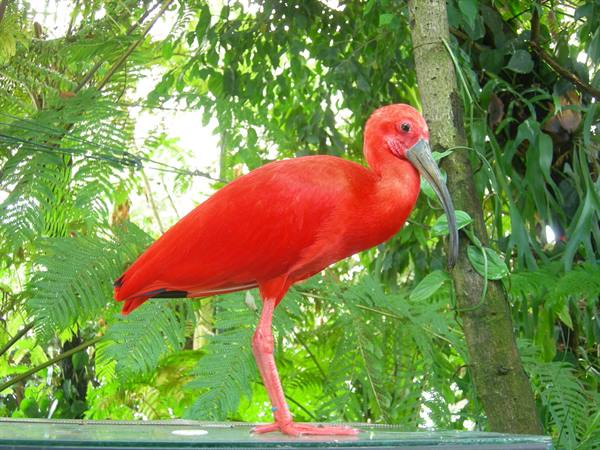 Scarlet ibis standing on a glass surface among green ferns