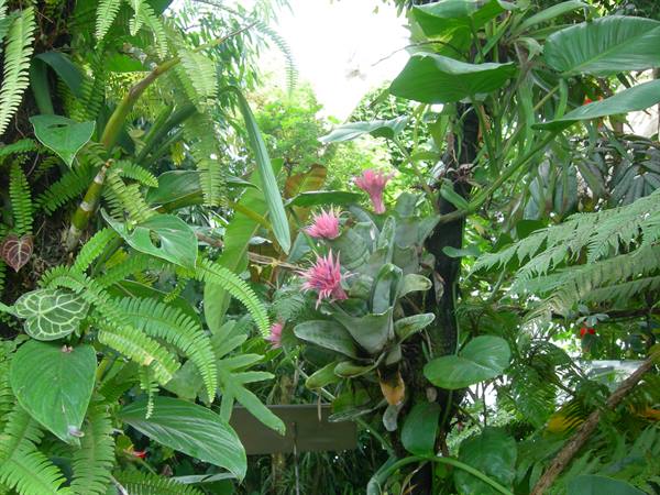 Pink bromeliad flower among ferns and tropical leaves