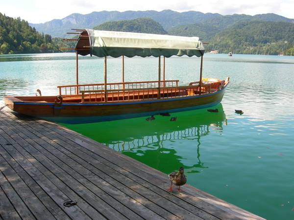 Wooden boat with green canopy moored at the dock, a duck walks, Lake Bled