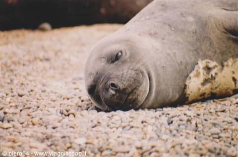 Elephant seal resting on pebble beach, molting patchy skin