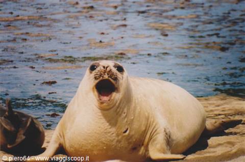 Elephant seal gaping wide on the beach, algae-filled water behind