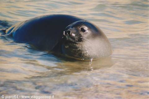 Monk seal swimming in shallow clear water near the beach