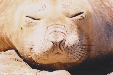Sleeping elephant seal basking in sunlight, snout resting on rocks