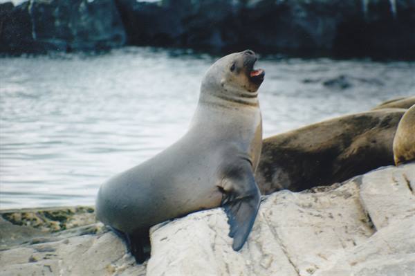 Sea lion barking on pale rock, grey water and dark cliffs behind