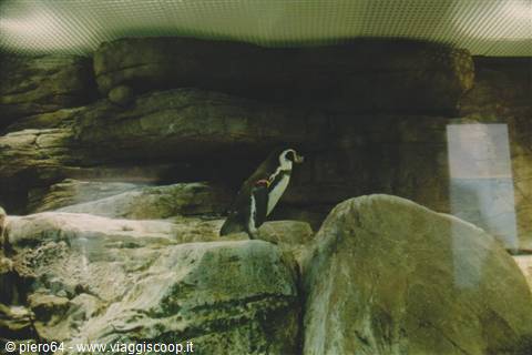 Penguin standing among grey rocks in an aquarium enclosure