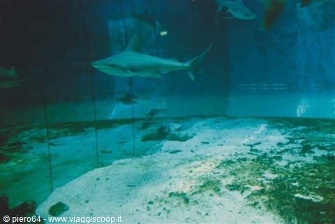 Shark swims in an aquarium tank with sandy bottom and blue light