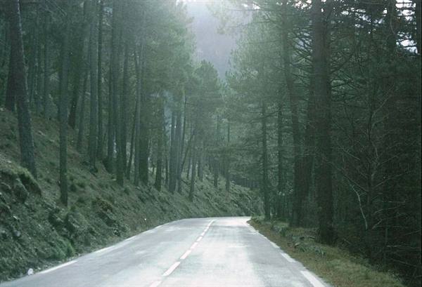 Empty asphalt road winding through dense pines, soft light between trunks