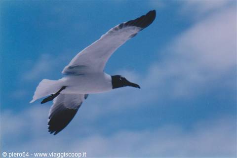 Seagull in flight with wings spread against a blue sky