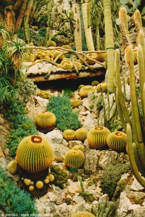 Monaco exotic garden with golden barrel cacti among sunlit rocks