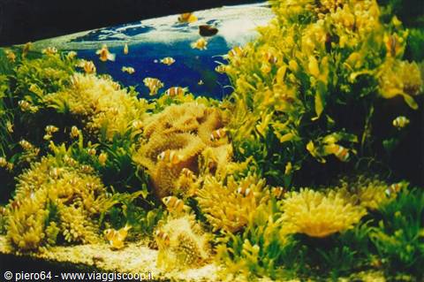 Aquarium: clownfish swimming among yellow and green anemones