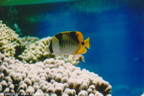 Banded butterflyfish swims among pale corals in blue water