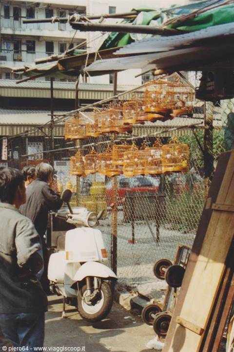 Bird market