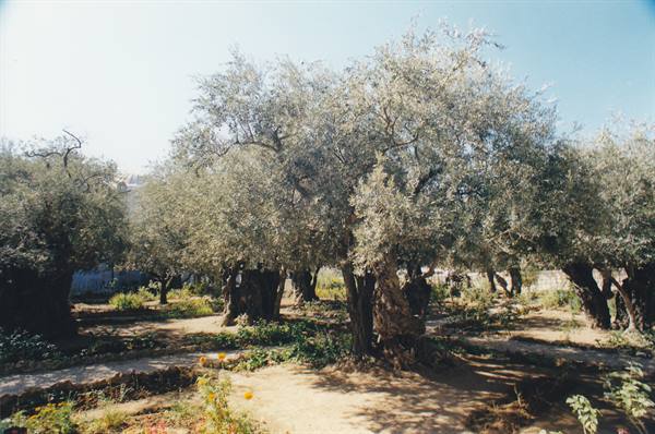 The Garden of Gethsemane