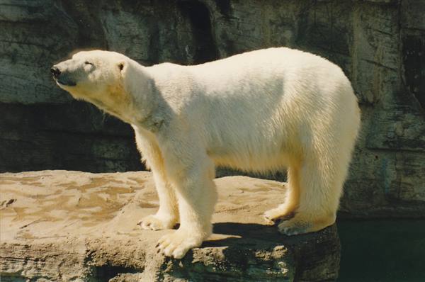 Polar bear standing on a rock, lifting its muzzle toward the sunlight