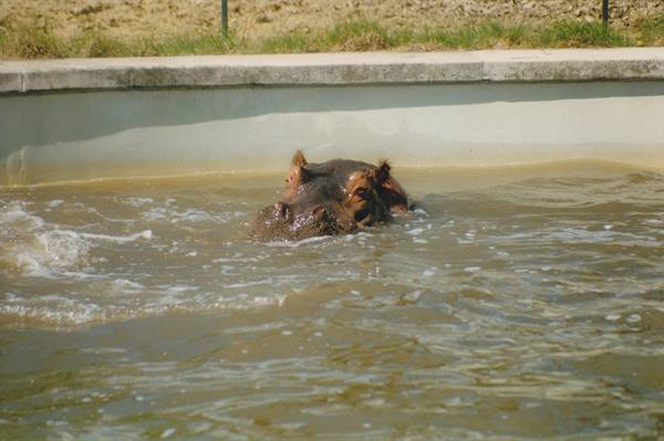 Hippo half-submerged in murky pool water beside a concrete ledge