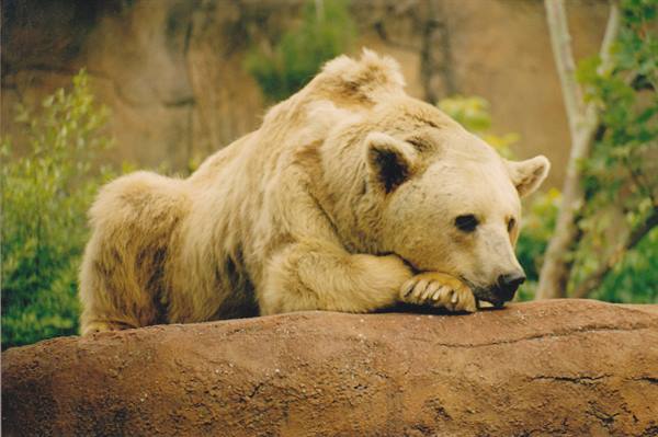 Polar bear resting on reddish rock, natural light, green vegetation in the background