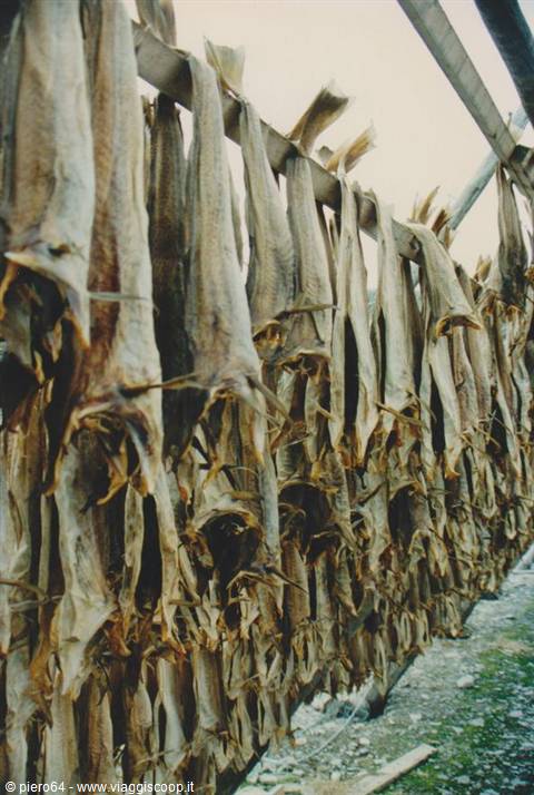 Drying cod
