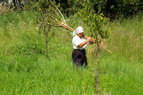 Woman in white headscarf carrying wooden branches through tall green grass