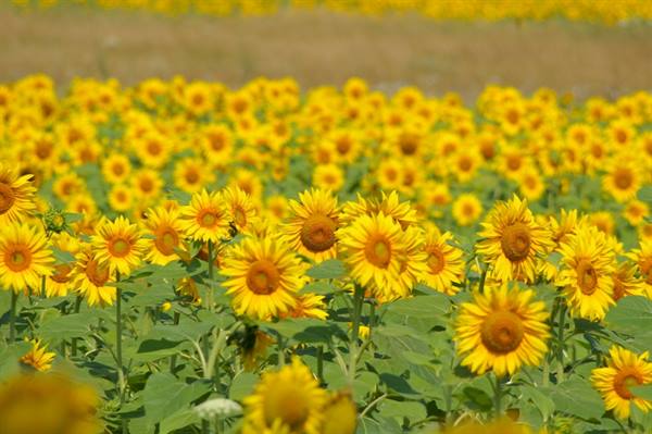Field of blooming yellow sunflowers under bright sunlight