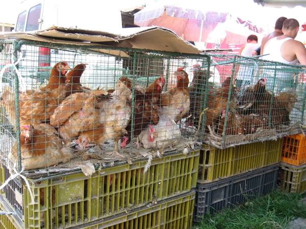 Hens in wire cages stacked on plastic crates at market