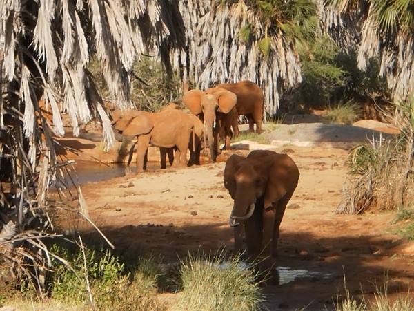 elephants at amboseli park