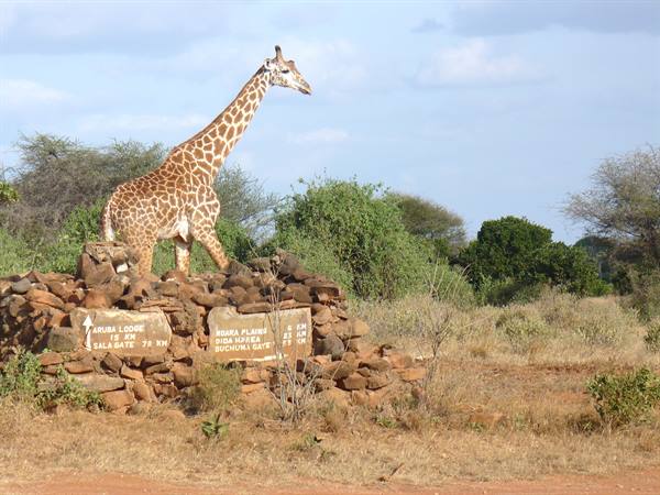 encounters at the safari