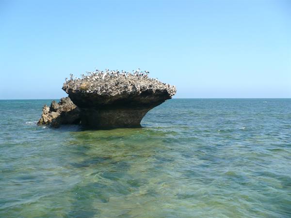 sea