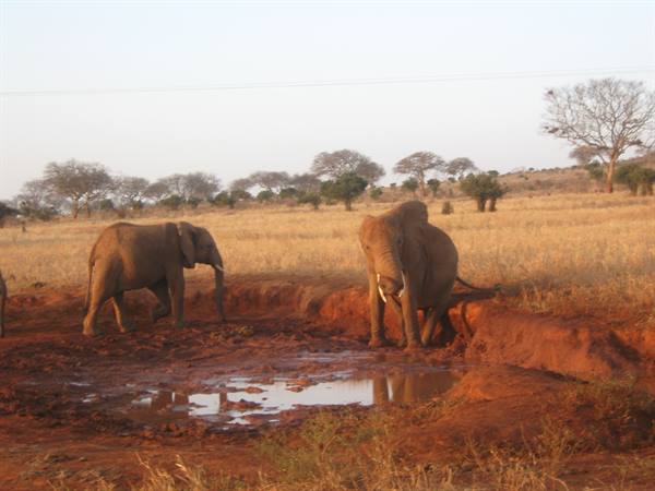 Tsavo East - Elephants at the waterhole