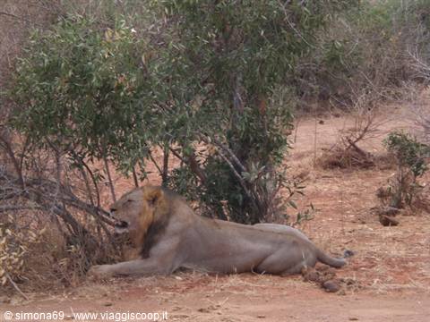 Tsavo East - Lion