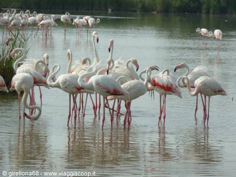 Group of pink flamingos standing in shallow water, some resting on one leg