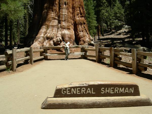 General Sherman - Sequoia N.P.