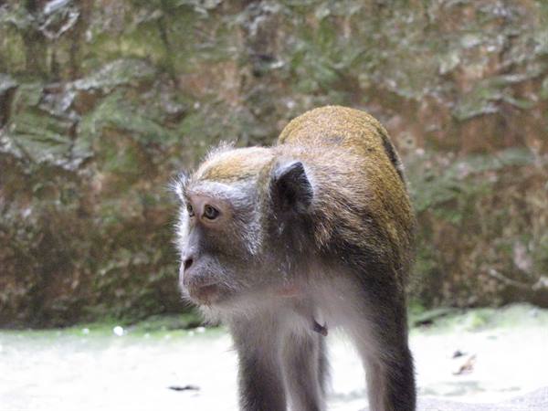 Macaque standing on mossy limestone rock, likely at Batu Caves