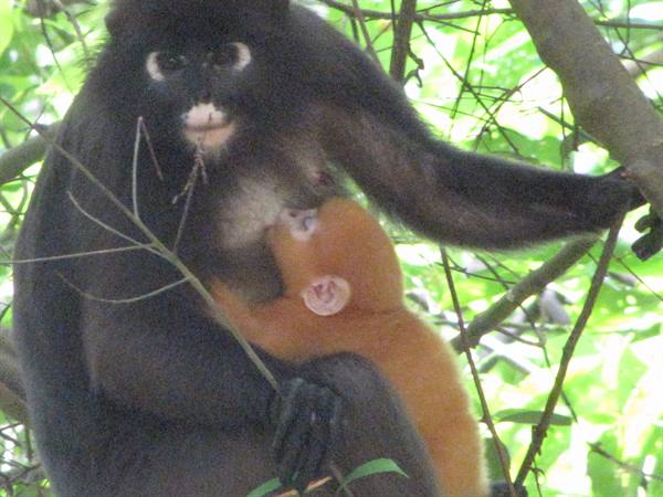 Black monkey nursing golden baby on a tree