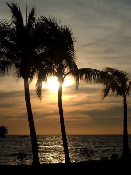Palm trees silhouetted over the sea at sunset, sun glowing through fronds