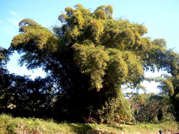Large bamboo tree with green and golden foliage, blue sky and grass below
