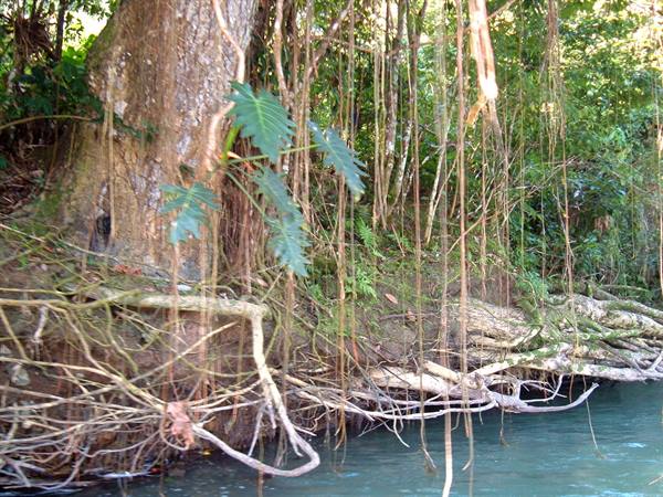 Aerial roots hanging from a tropical tree above green water