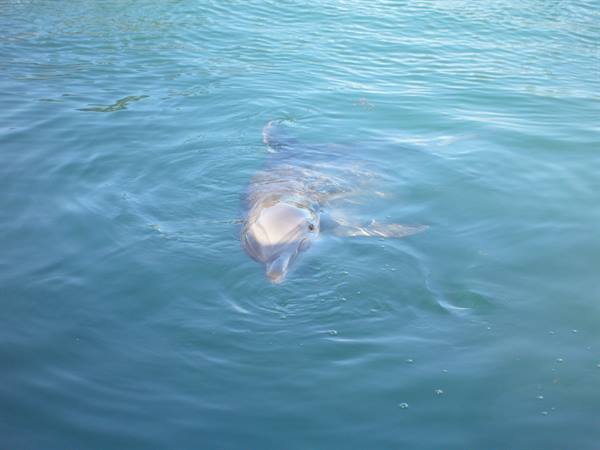 Dolphin surfacing in turquoise water, head and fin visible